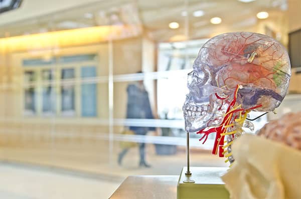 Plastic Skull with Brain