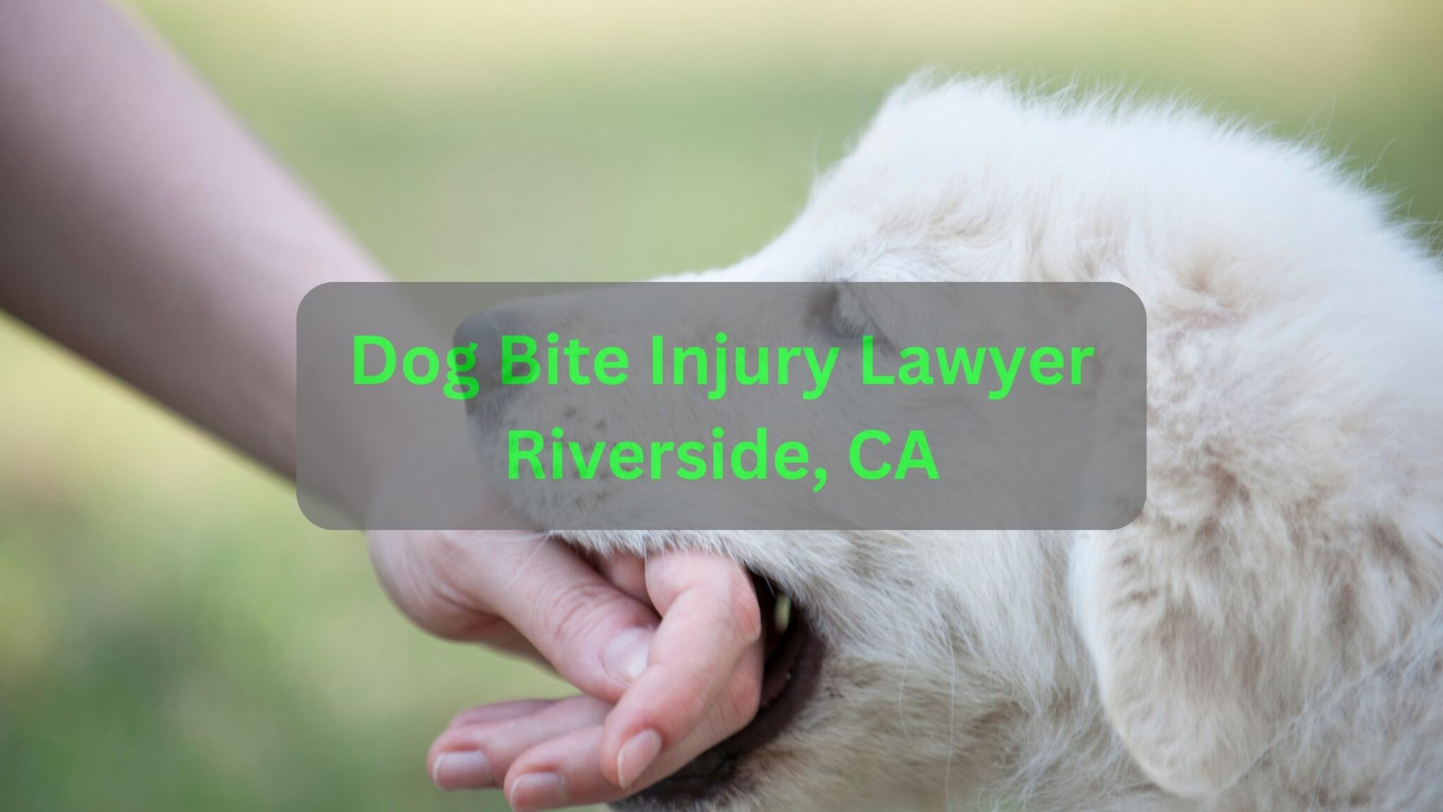 Find Best Dog Bite Lawyer Near Me for Justice