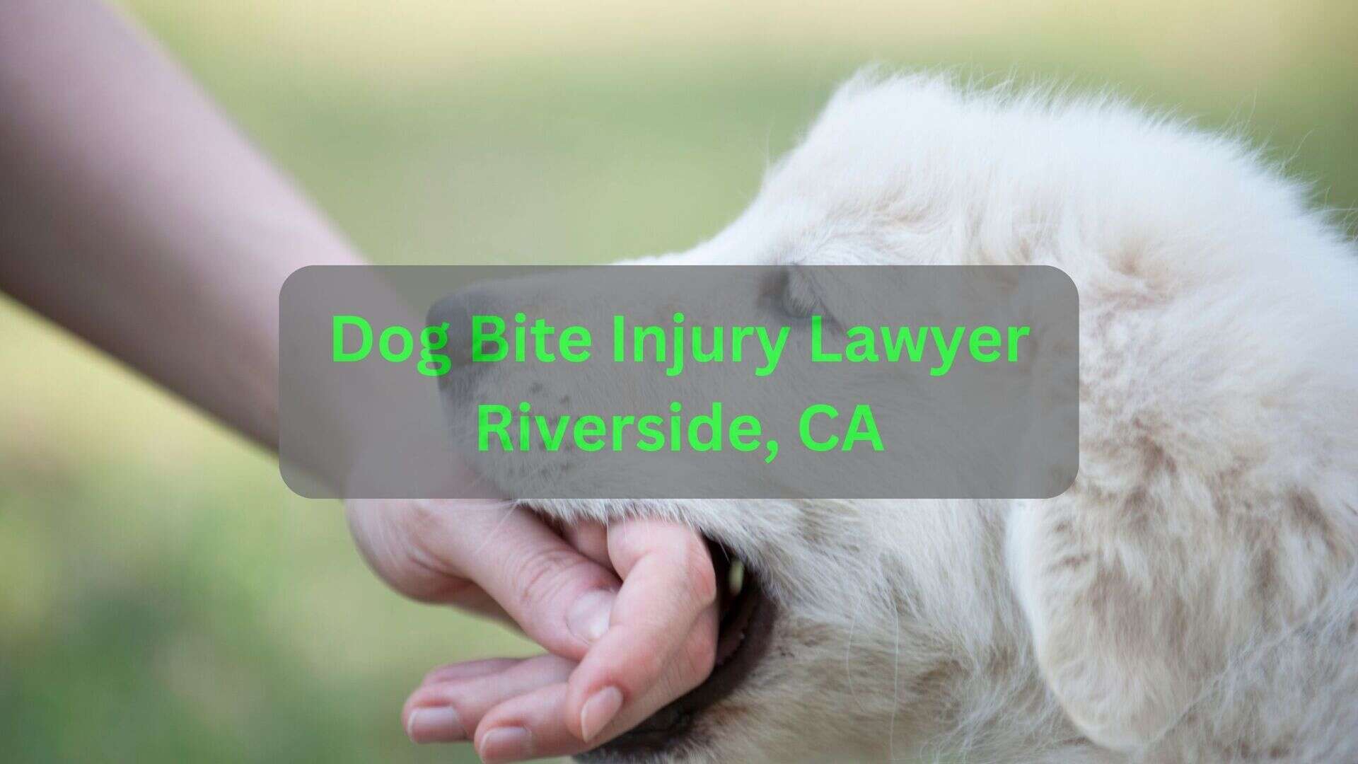 Dog Bite Injury Lawyer Riverside